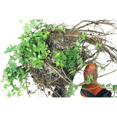 Plant de houblon mature de PLEINE TERRE, cultivar TAHOMA
